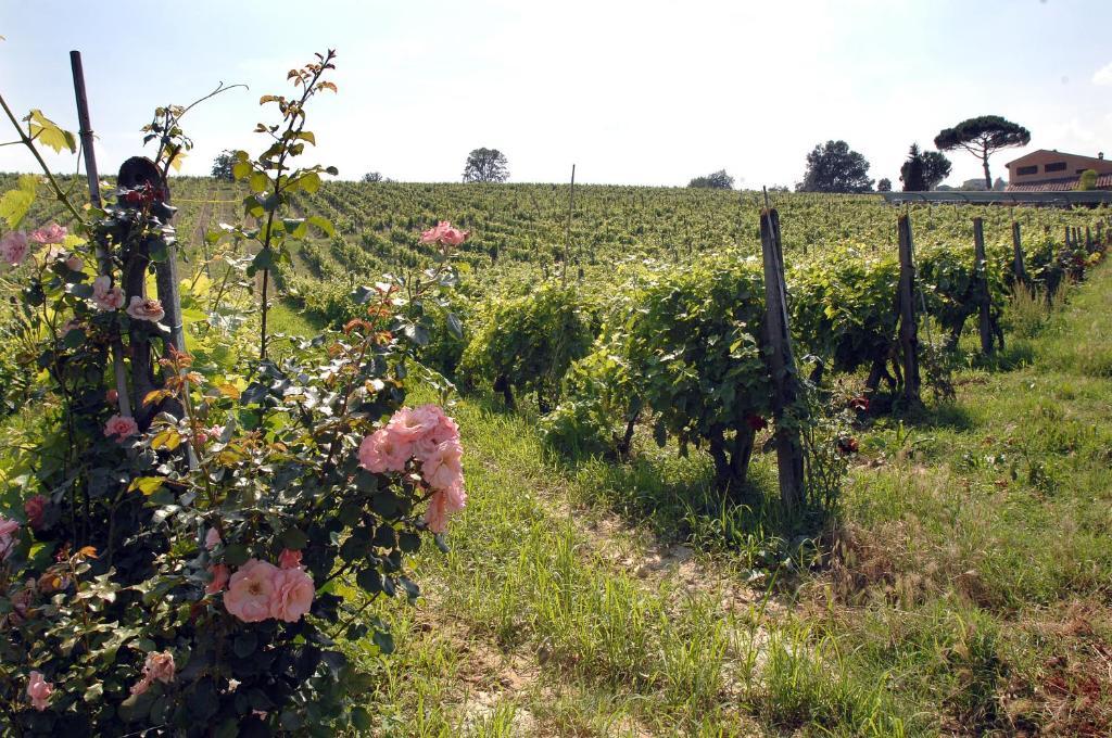 Agriturismo Buon Riposo - Country Resort In The Heart Of Tuscany San Giovanni a Corazzano Exteriér fotografie